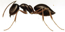 ants 1