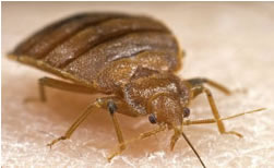 bedbugs 1