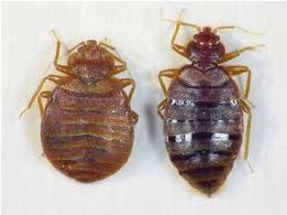 bedbugs 2