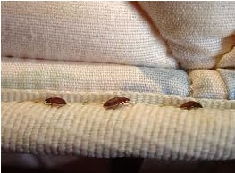 bedbugs 3